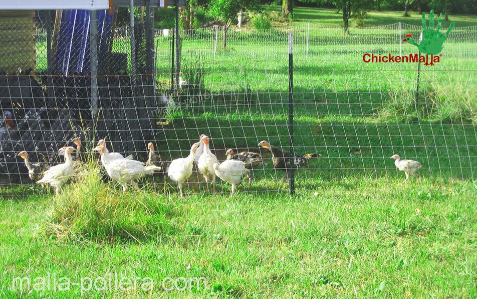 chickenmalla en gallinero en campo abierto