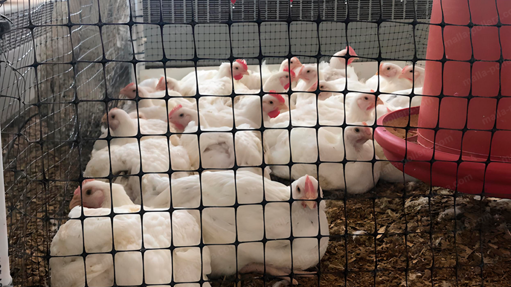 protección de gallinas con malla de plastico